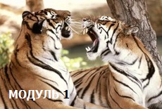 Искусство взаимоотношений. Модуль-1.