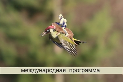Изменённые и экстремальные состояния сознания   Летающие ласки – выход или крайность?